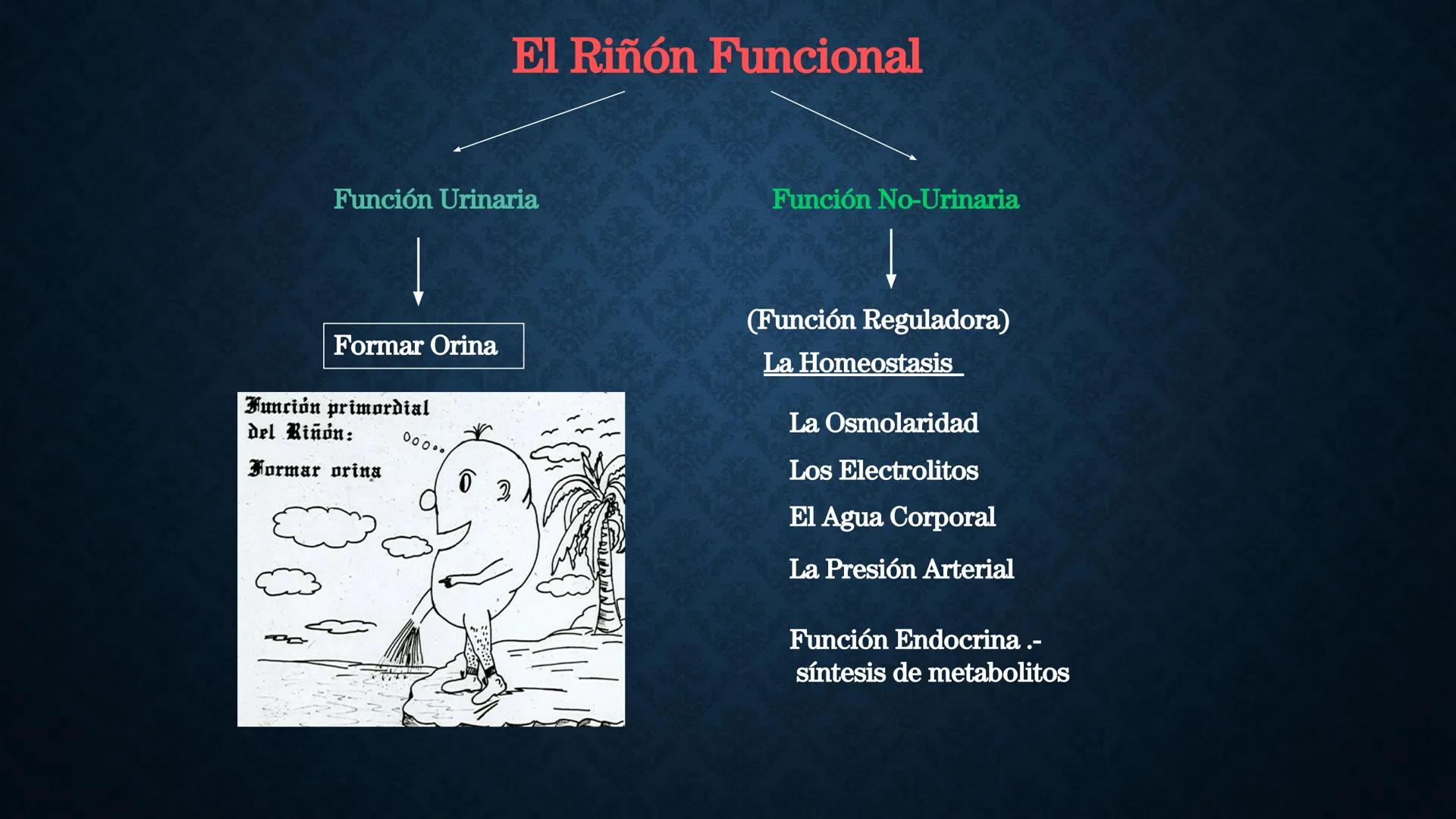 # ANATOMÍA Y FISIOLOGÍA
# RENAL
Dra. Lisek Herrera Utrera SISTEMA RENAL
•El aparato urinario o excretor es un
conjunto de órganos encargados