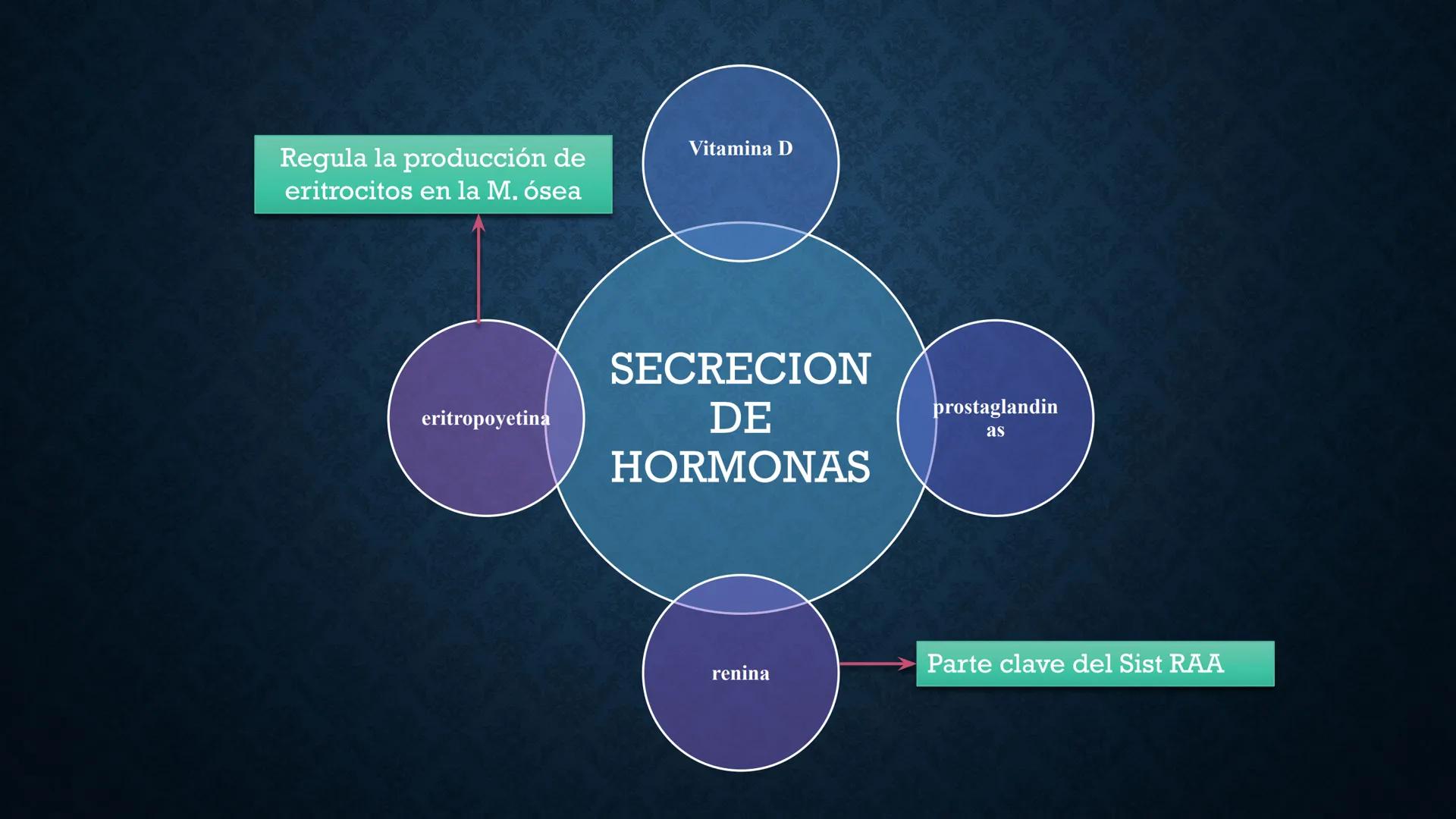 # ANATOMÍA Y FISIOLOGÍA
# RENAL
Dra. Lisek Herrera Utrera SISTEMA RENAL
•El aparato urinario o excretor es un
conjunto de órganos encargados