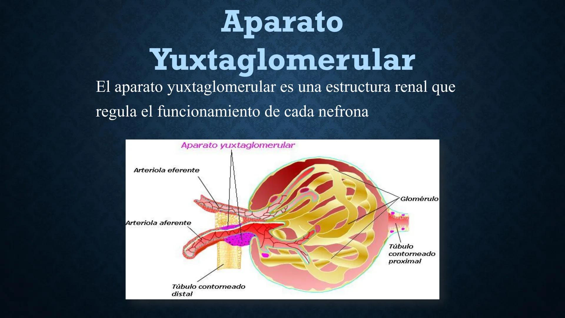 # ANATOMÍA Y FISIOLOGÍA
# RENAL
Dra. Lisek Herrera Utrera SISTEMA RENAL
•El aparato urinario o excretor es un
conjunto de órganos encargados