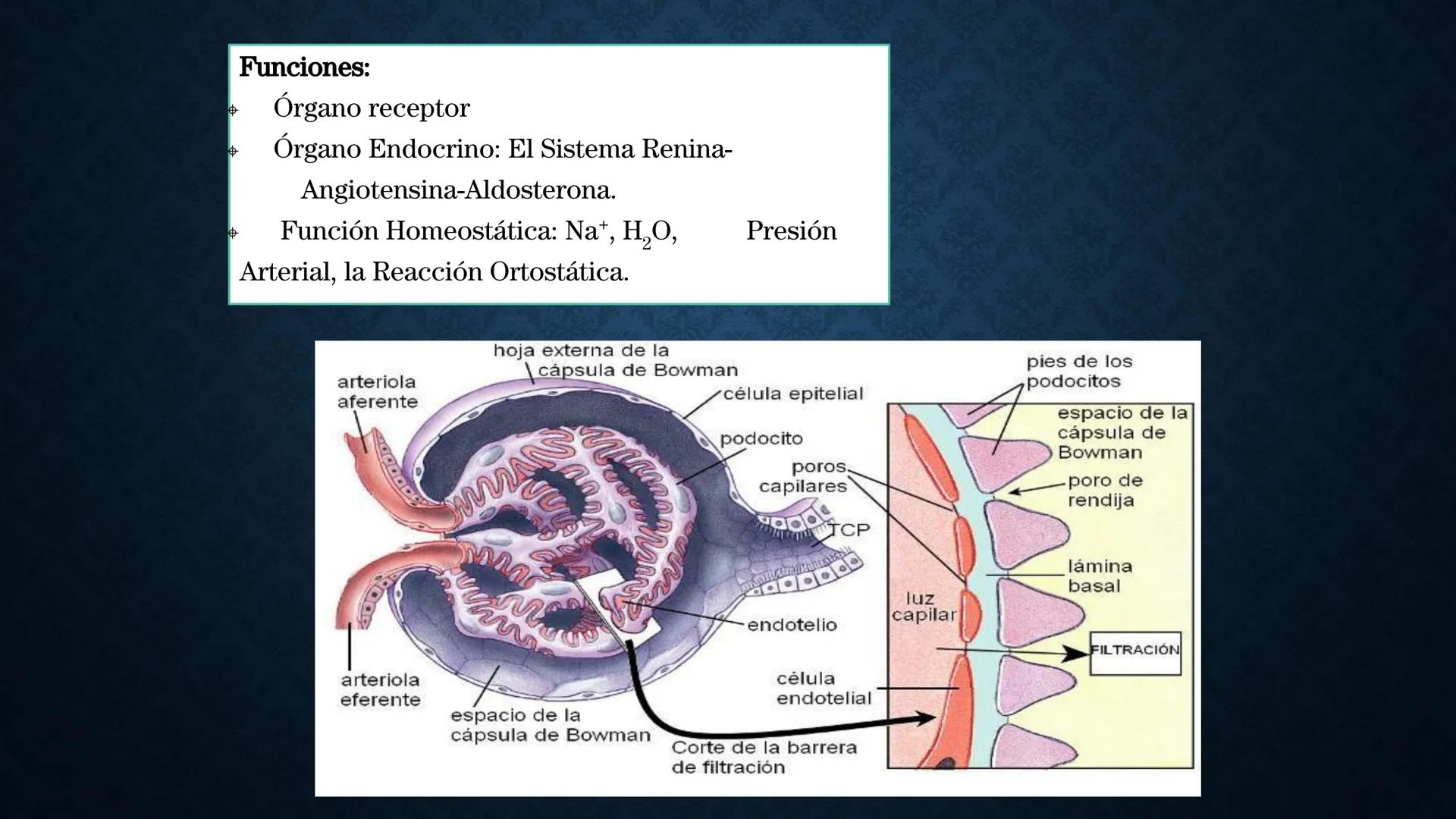 # ANATOMÍA Y FISIOLOGÍA
# RENAL
Dra. Lisek Herrera Utrera SISTEMA RENAL
•El aparato urinario o excretor es un
conjunto de órganos encargados