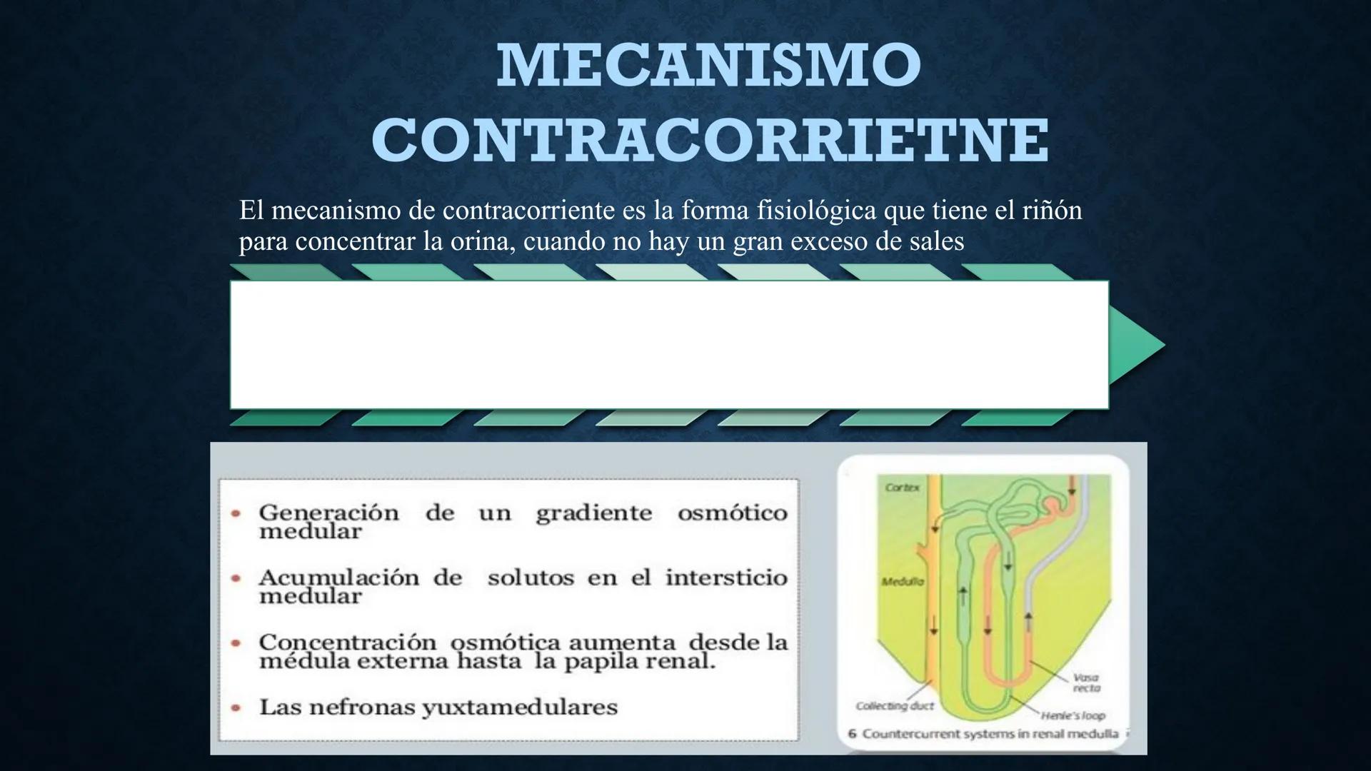 # ANATOMÍA Y FISIOLOGÍA
# RENAL
Dra. Lisek Herrera Utrera SISTEMA RENAL
•El aparato urinario o excretor es un
conjunto de órganos encargados