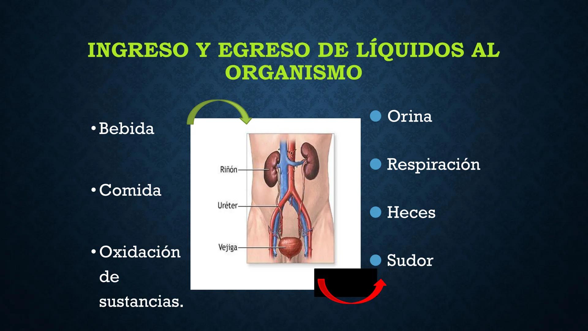# ANATOMÍA Y FISIOLOGÍA
# RENAL
Dra. Lisek Herrera Utrera SISTEMA RENAL
•El aparato urinario o excretor es un
conjunto de órganos encargados