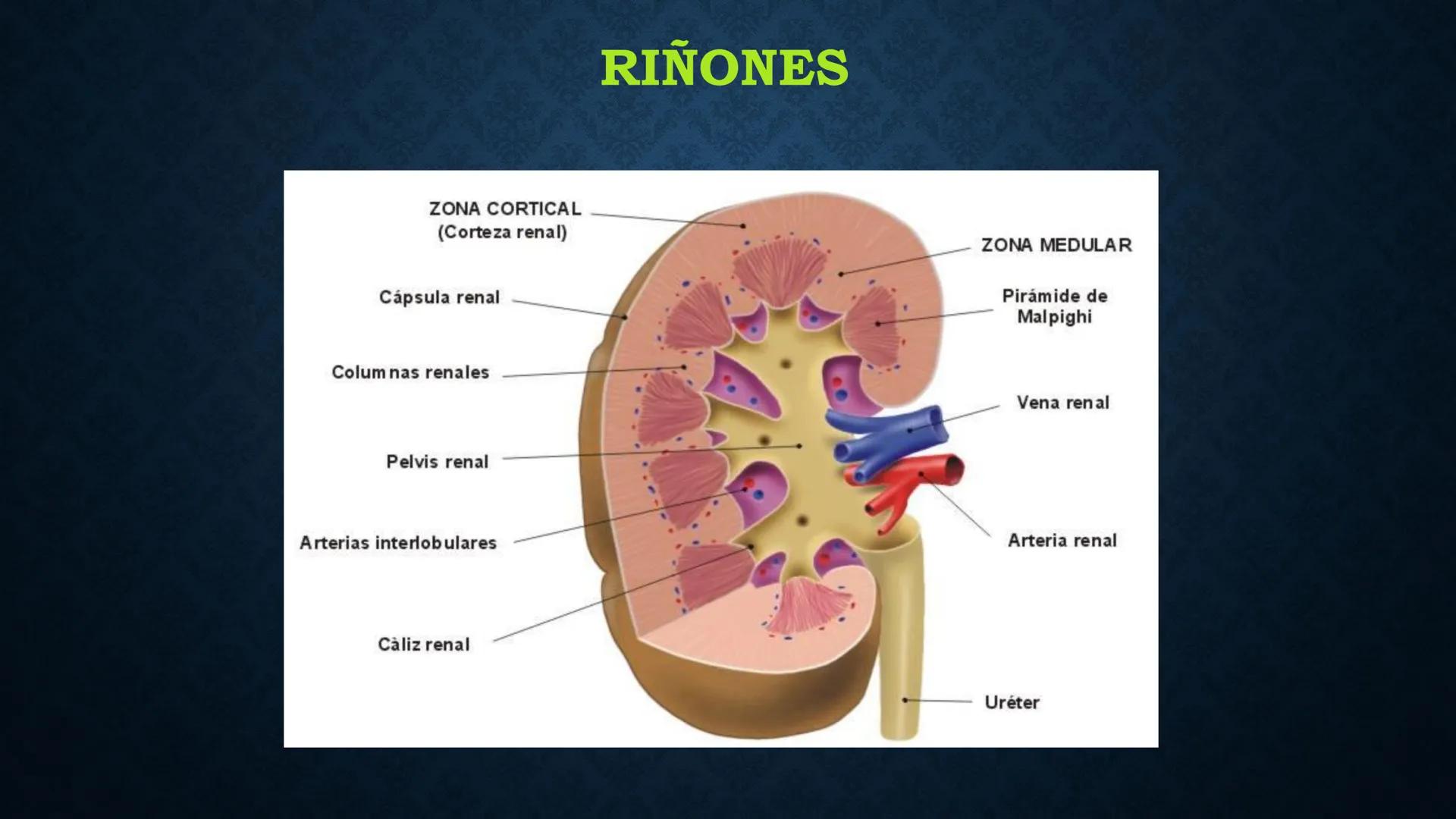 # ANATOMÍA Y FISIOLOGÍA
# RENAL
Dra. Lisek Herrera Utrera SISTEMA RENAL
•El aparato urinario o excretor es un
conjunto de órganos encargados