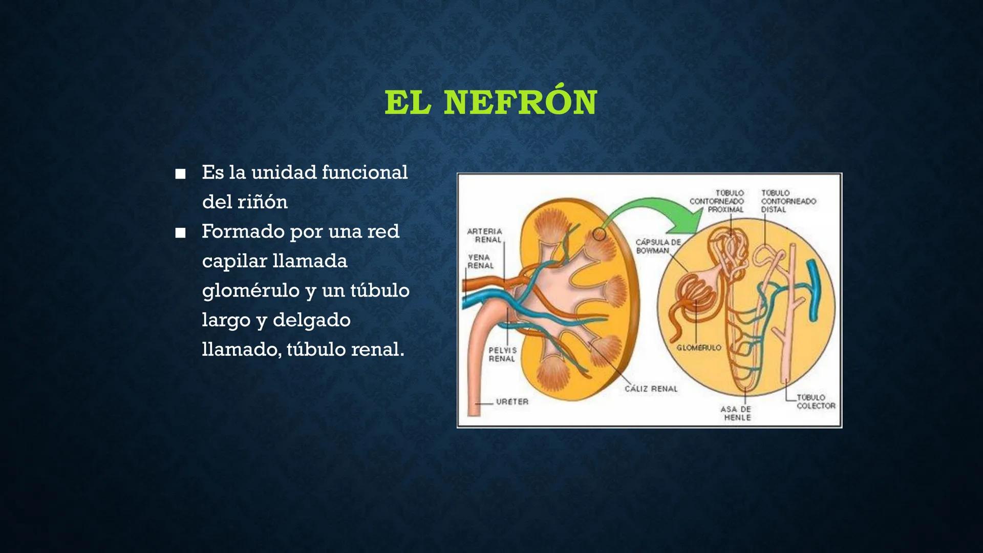 # ANATOMÍA Y FISIOLOGÍA
# RENAL
Dra. Lisek Herrera Utrera SISTEMA RENAL
•El aparato urinario o excretor es un
conjunto de órganos encargados