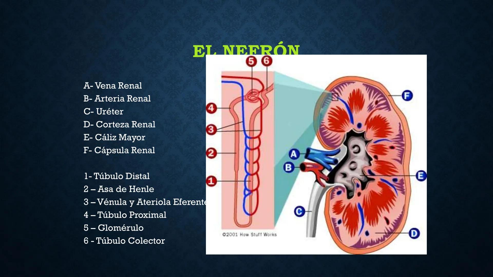 # ANATOMÍA Y FISIOLOGÍA
# RENAL
Dra. Lisek Herrera Utrera SISTEMA RENAL
•El aparato urinario o excretor es un
conjunto de órganos encargados