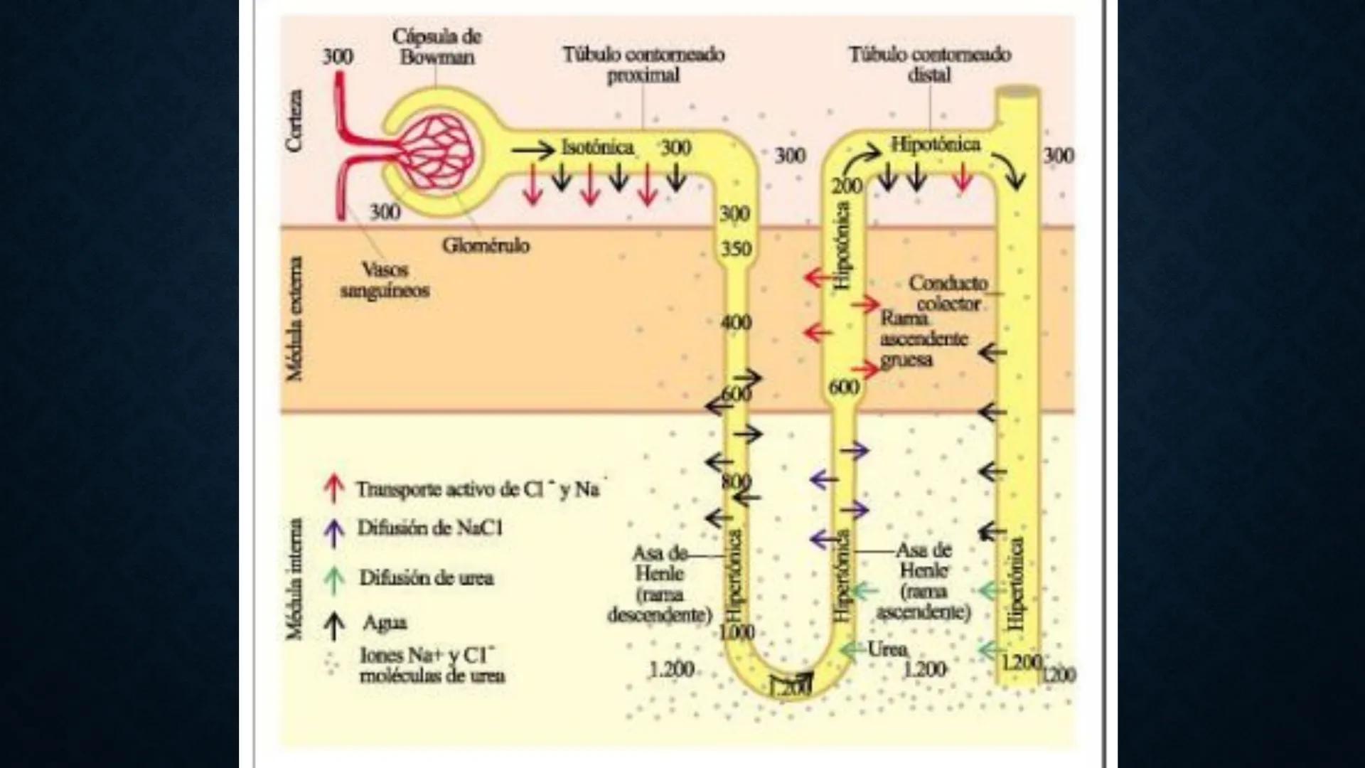 # ANATOMÍA Y FISIOLOGÍA
# RENAL
Dra. Lisek Herrera Utrera SISTEMA RENAL
•El aparato urinario o excretor es un
conjunto de órganos encargados