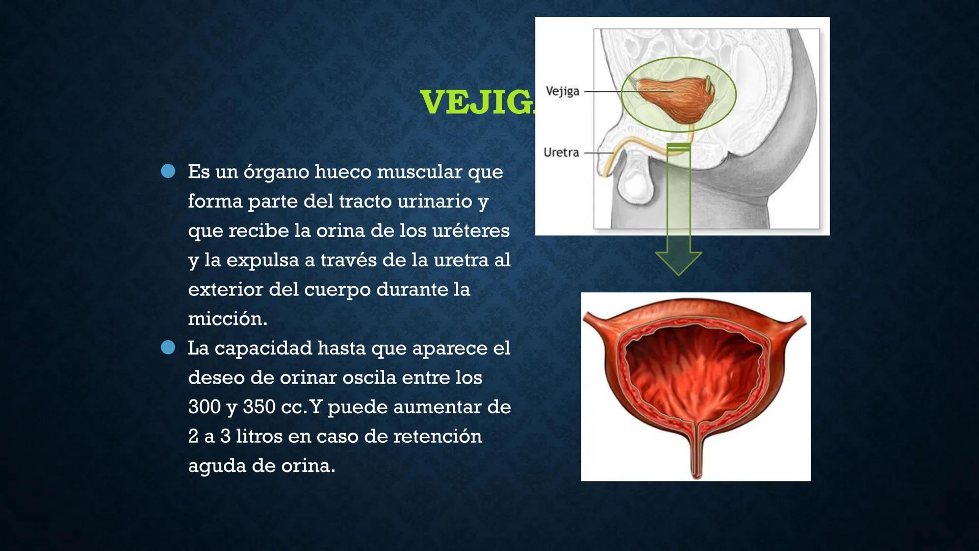 # ANATOMÍA Y FISIOLOGÍA
# RENAL
Dra. Lisek Herrera Utrera SISTEMA RENAL
•El aparato urinario o excretor es un
conjunto de órganos encargados