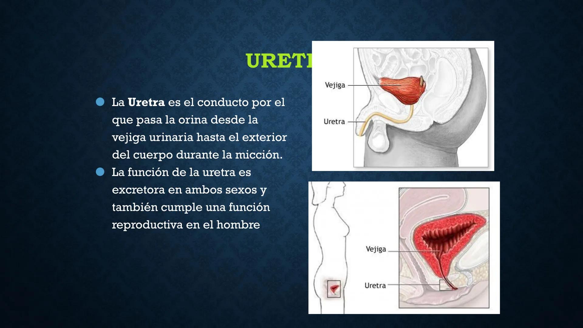 # ANATOMÍA Y FISIOLOGÍA
# RENAL
Dra. Lisek Herrera Utrera SISTEMA RENAL
•El aparato urinario o excretor es un
conjunto de órganos encargados
