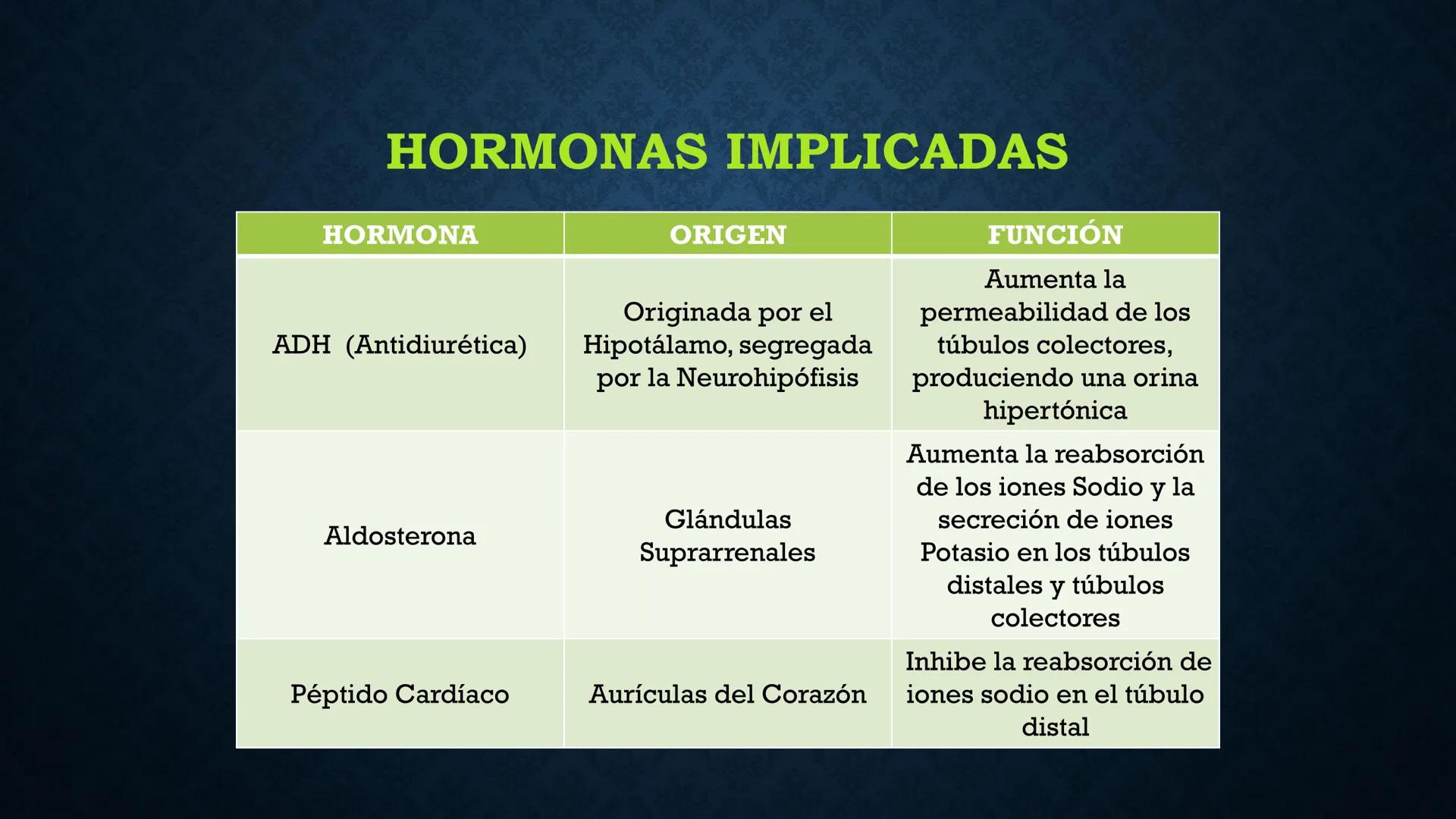 # ANATOMÍA Y FISIOLOGÍA
# RENAL
Dra. Lisek Herrera Utrera SISTEMA RENAL
•El aparato urinario o excretor es un
conjunto de órganos encargados