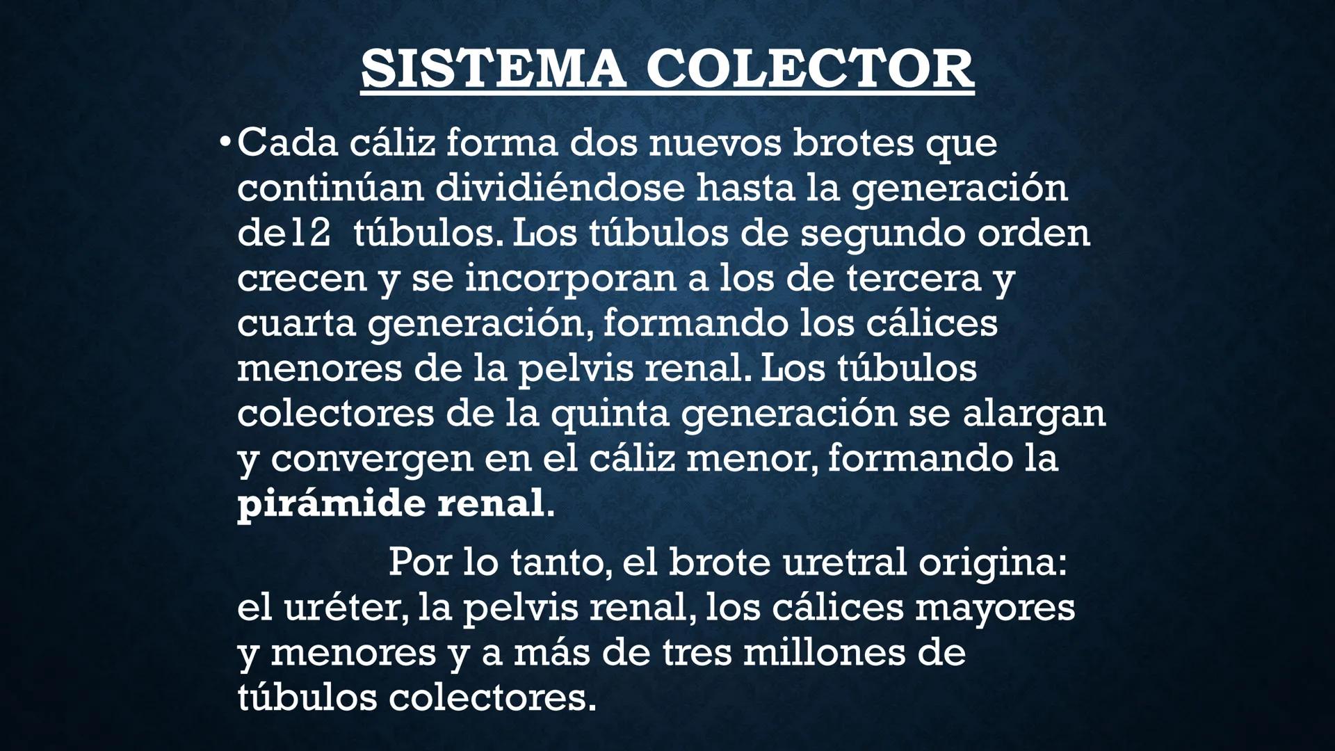 # ANATOMÍA Y FISIOLOGÍA
# RENAL
Dra. Lisek Herrera Utrera SISTEMA RENAL
•El aparato urinario o excretor es un
conjunto de órganos encargados