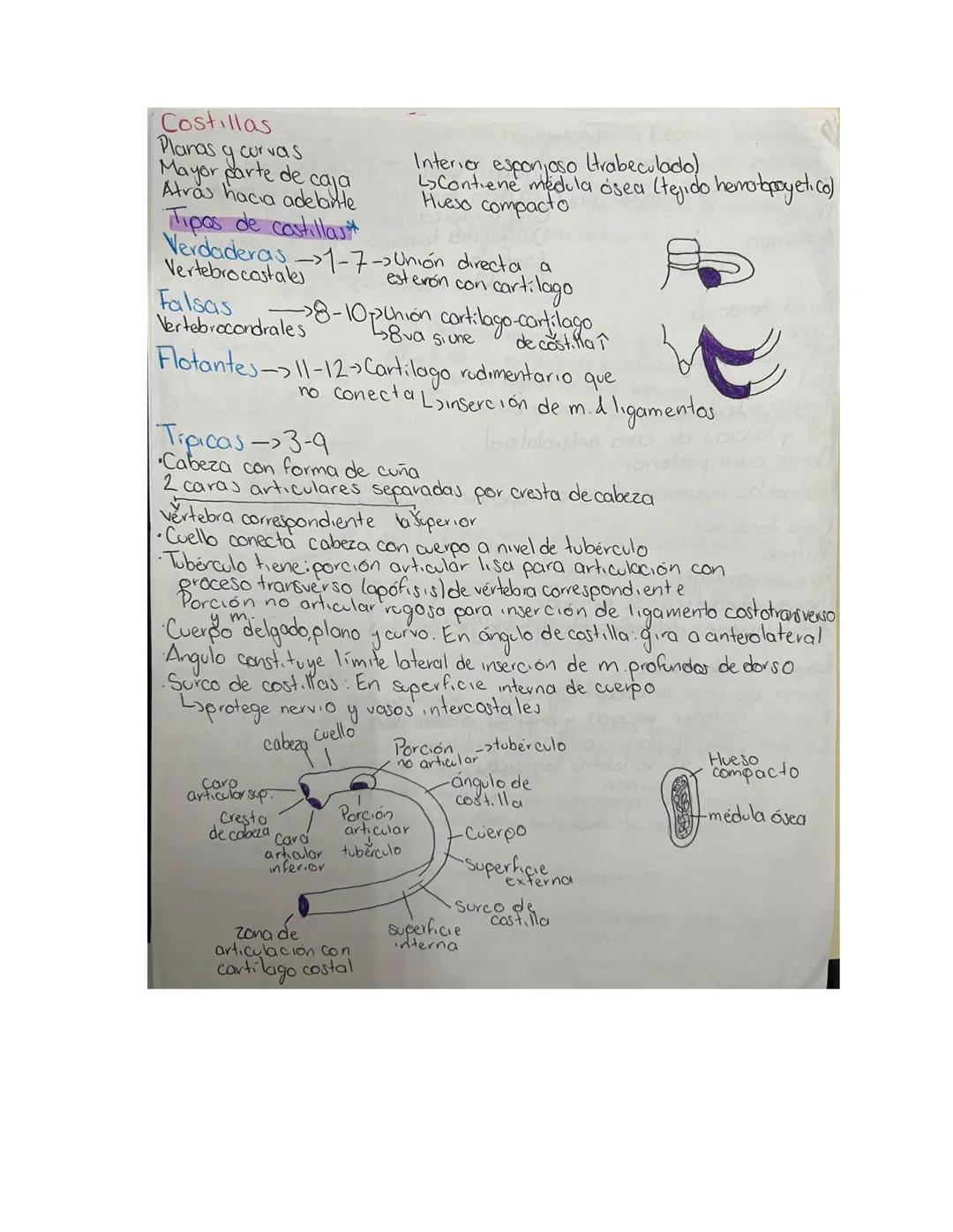 PARCIAL 1
Dorso/ tórax posterior
- Formado por: Parte posterior del tronco
- Cuello → Región glútea
- Columna vertebral y médula
- Función: