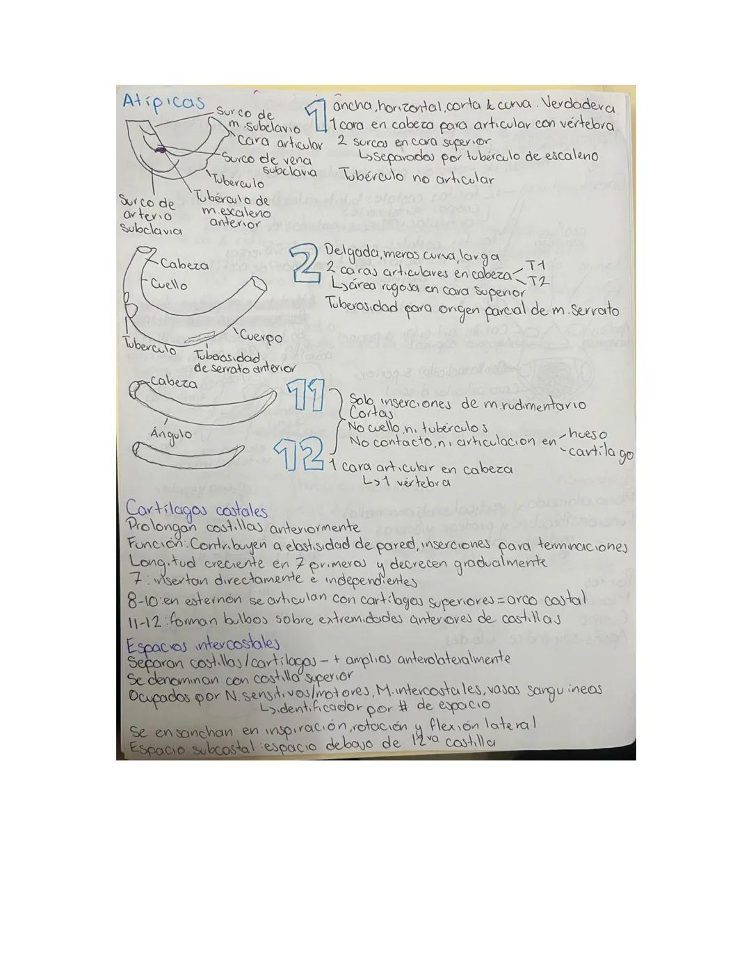 PARCIAL 1
Dorso/ tórax posterior
- Formado por: Parte posterior del tronco
- Cuello → Región glútea
- Columna vertebral y médula
- Función: