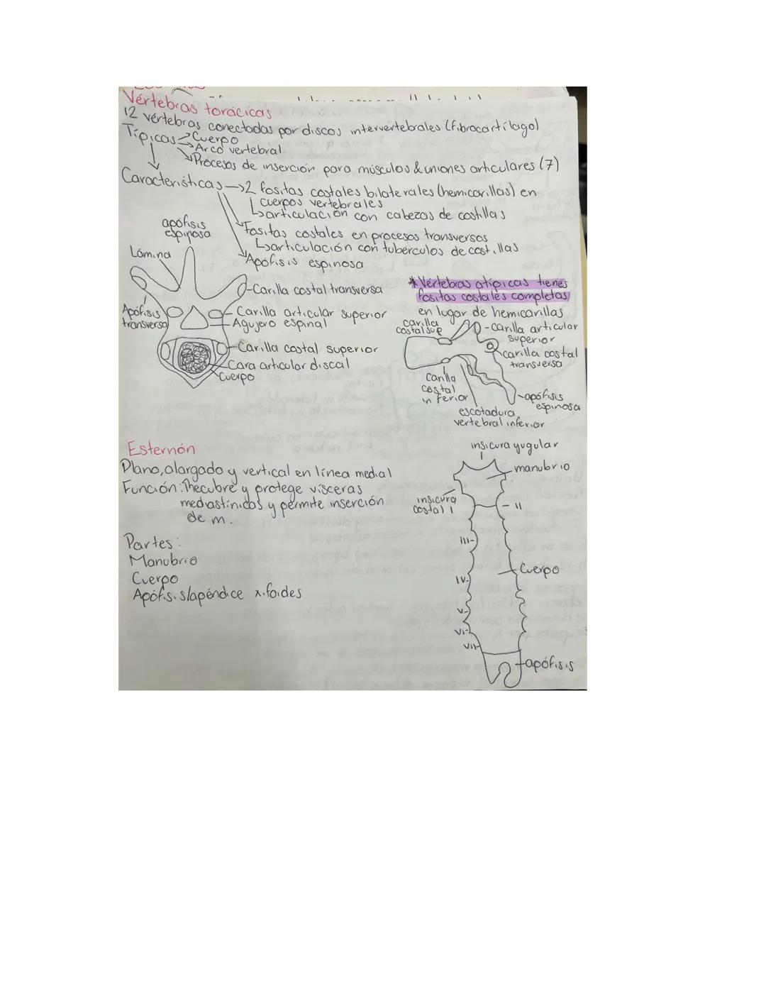 PARCIAL 1
Dorso/ tórax posterior
- Formado por: Parte posterior del tronco
- Cuello → Región glútea
- Columna vertebral y médula
- Función:
