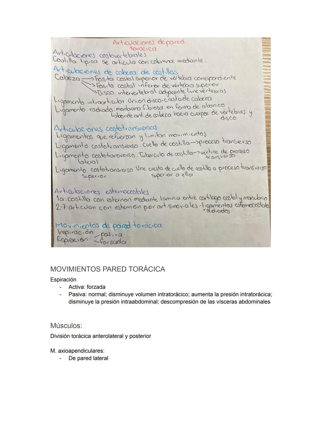 PARCIAL 1
Dorso/ tórax posterior
- Formado por: Parte posterior del tronco
- Cuello → Región glútea
- Columna vertebral y médula
- Función: