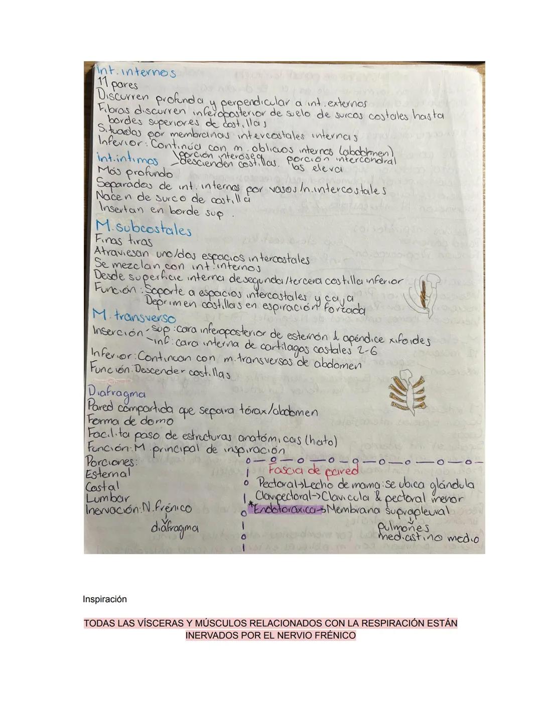 PARCIAL 1
Dorso/ tórax posterior
- Formado por: Parte posterior del tronco
- Cuello → Región glútea
- Columna vertebral y médula
- Función: