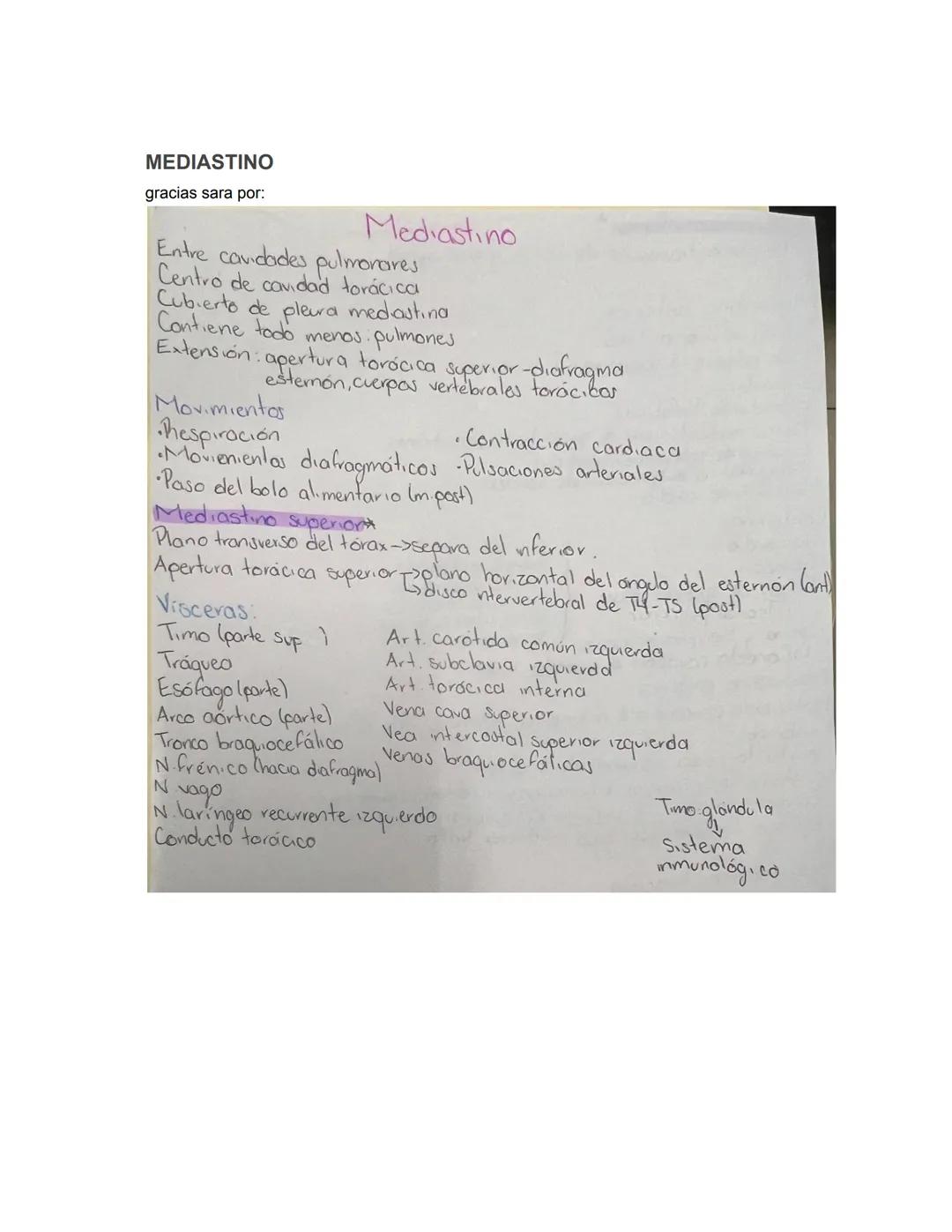 PARCIAL 1
Dorso/ tórax posterior
- Formado por: Parte posterior del tronco
- Cuello → Región glútea
- Columna vertebral y médula
- Función: