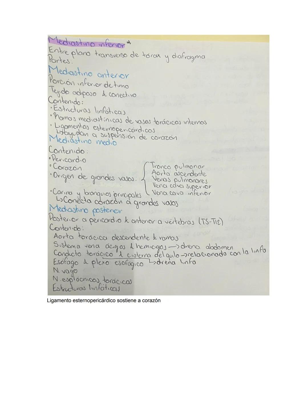 PARCIAL 1
Dorso/ tórax posterior
- Formado por: Parte posterior del tronco
- Cuello → Región glútea
- Columna vertebral y médula
- Función: