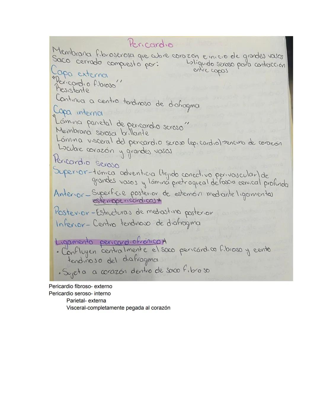 PARCIAL 1
Dorso/ tórax posterior
- Formado por: Parte posterior del tronco
- Cuello → Región glútea
- Columna vertebral y médula
- Función: