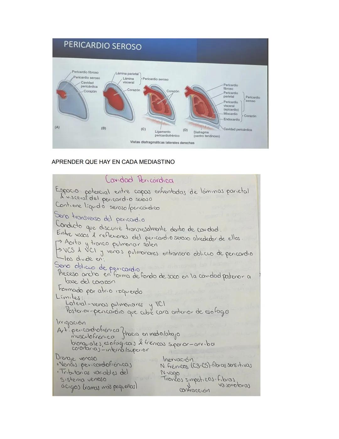 PARCIAL 1
Dorso/ tórax posterior
- Formado por: Parte posterior del tronco
- Cuello → Región glútea
- Columna vertebral y médula
- Función: