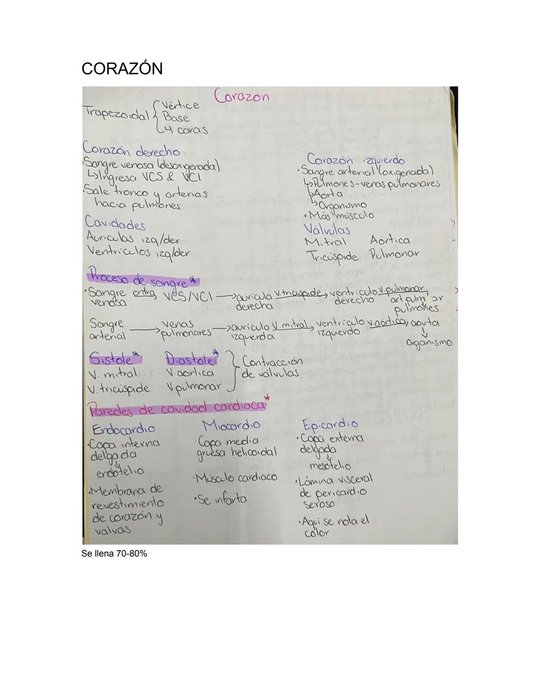 PARCIAL 1
Dorso/ tórax posterior
- Formado por: Parte posterior del tronco
- Cuello → Región glútea
- Columna vertebral y médula
- Función:
