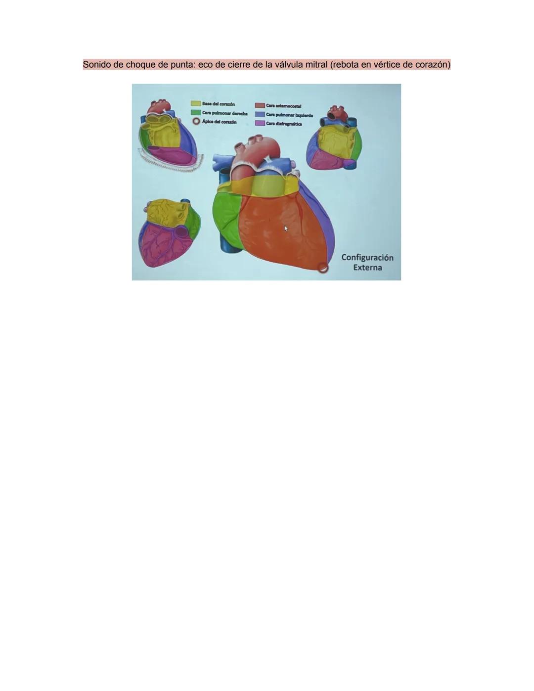 PARCIAL 1
Dorso/ tórax posterior
- Formado por: Parte posterior del tronco
- Cuello → Región glútea
- Columna vertebral y médula
- Función: