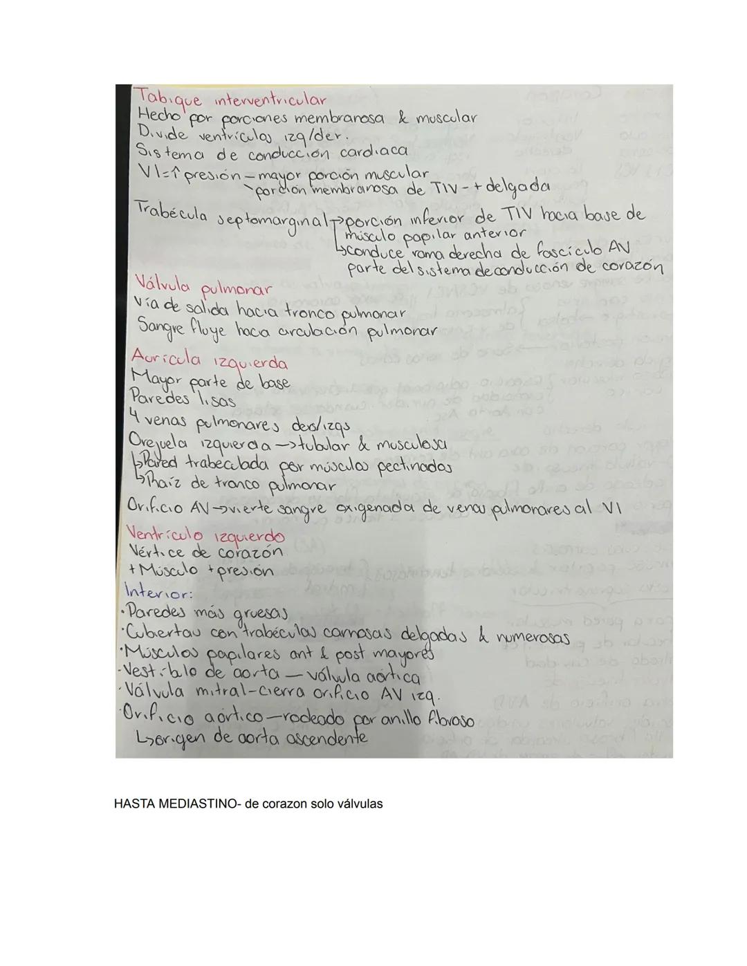 PARCIAL 1
Dorso/ tórax posterior
- Formado por: Parte posterior del tronco
- Cuello → Región glútea
- Columna vertebral y médula
- Función: