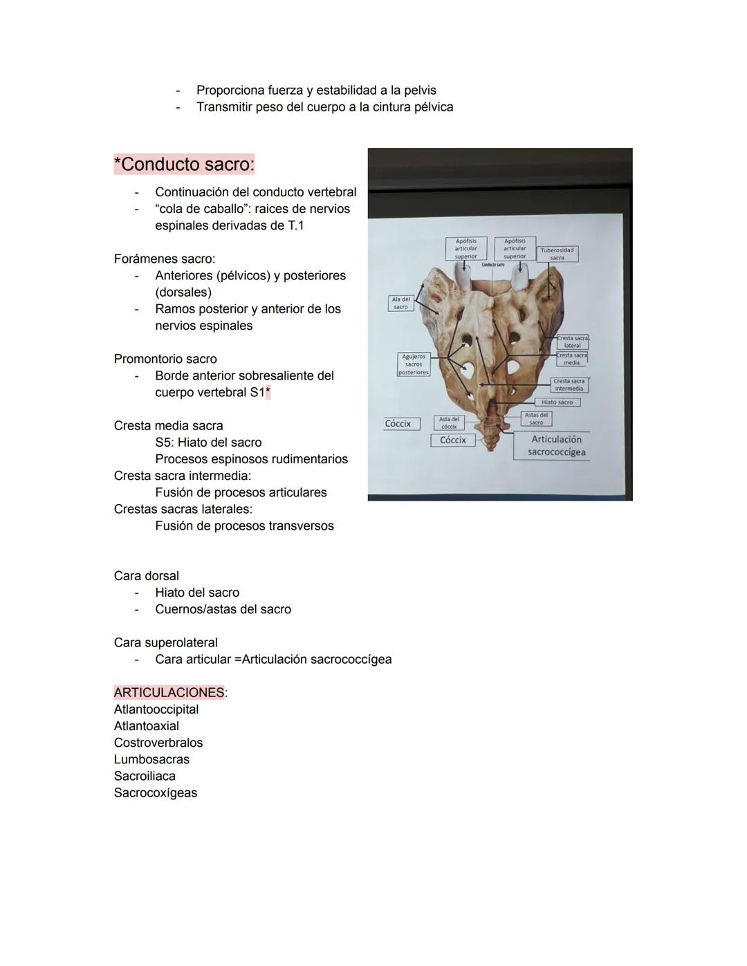 PARCIAL 1
Dorso/ tórax posterior
- Formado por: Parte posterior del tronco
- Cuello → Región glútea
- Columna vertebral y médula
- Función: