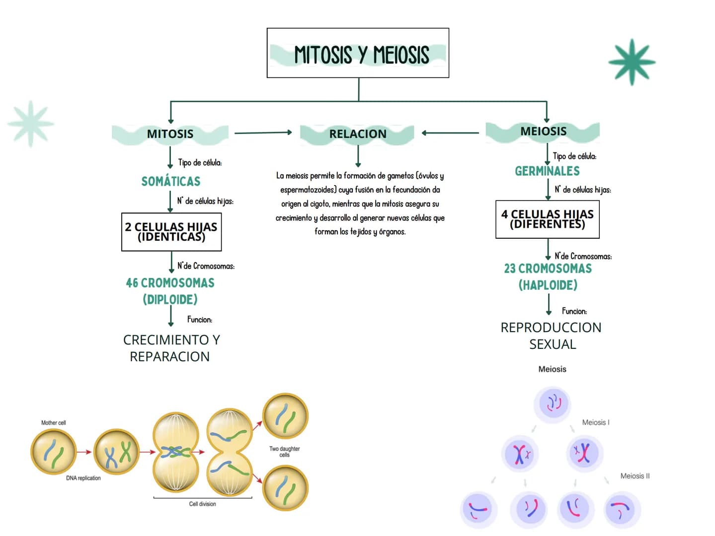 MITOSIS Y MEIOSIS
*
MITOSIS
|
Tipo de célula:
SOMÁTICAS
N° de células hijas:
2 CELULAS HIJAS
(IDENTICAS)
N'de Cromosomas:
46 CROMOSOMAS
(DIP