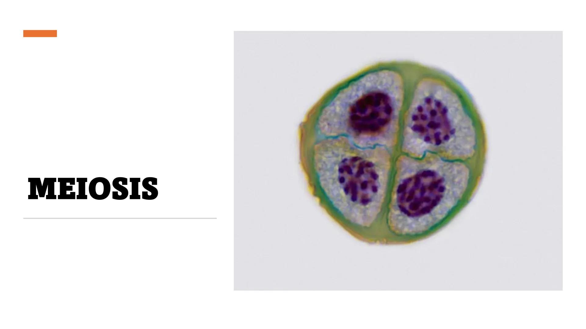 # MEIOSIS Definición
• La meiosis es un proceso de división
celular en el que una célula con dos
juegos de cromosomas (diploide) se
divide p