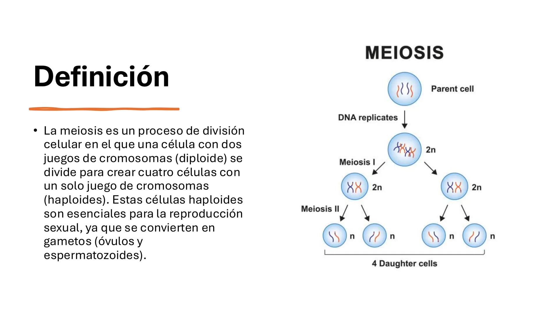 # MEIOSIS Definición
• La meiosis es un proceso de división
celular en el que una célula con dos
juegos de cromosomas (diploide) se
divide p