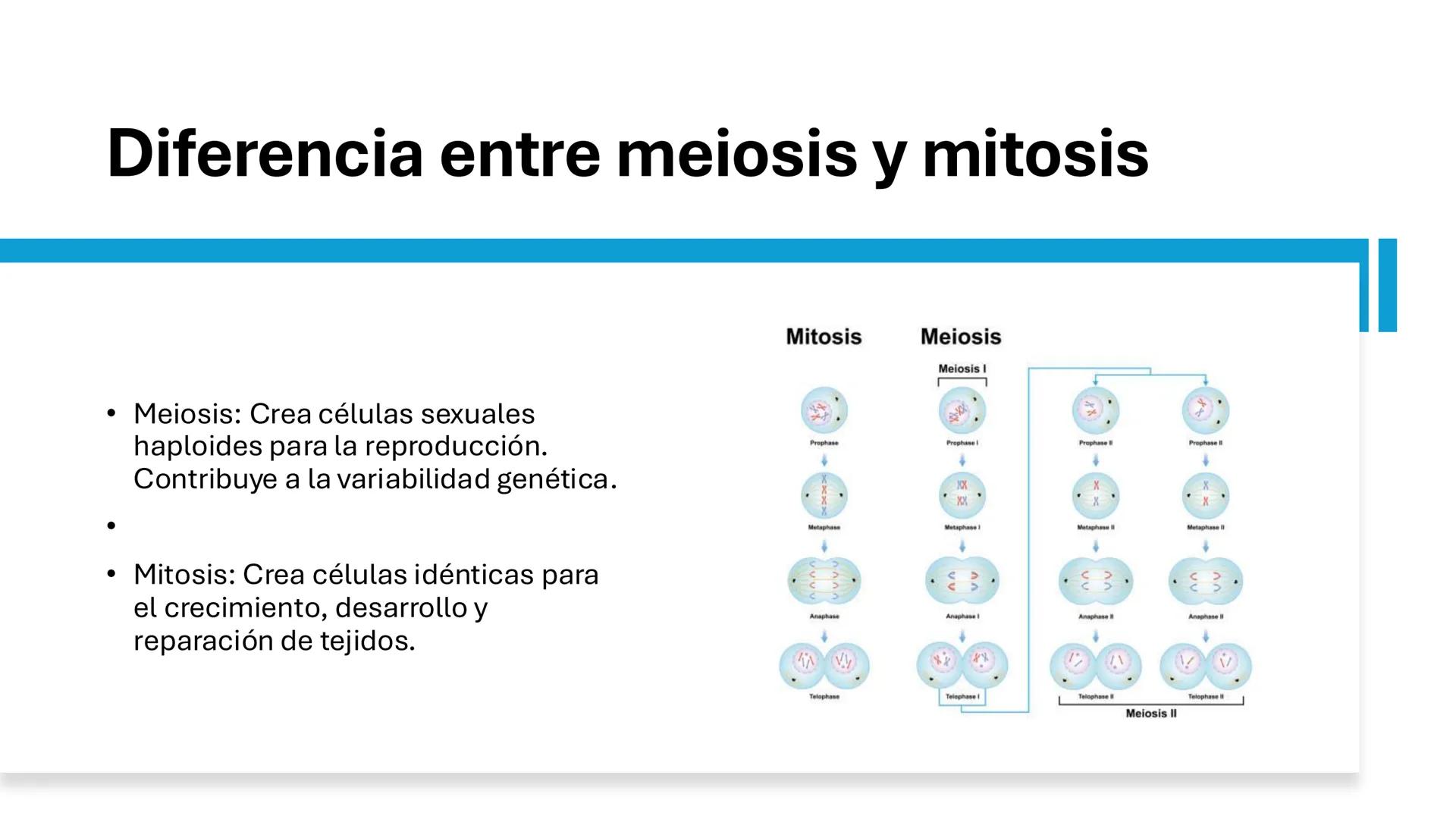# MEIOSIS Definición
• La meiosis es un proceso de división
celular en el que una célula con dos
juegos de cromosomas (diploide) se
divide p