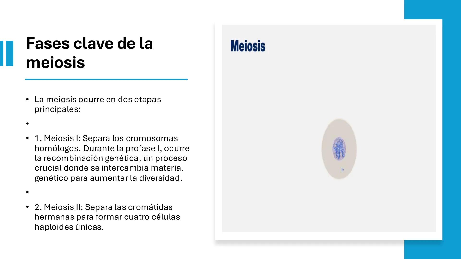 # MEIOSIS Definición
• La meiosis es un proceso de división
celular en el que una célula con dos
juegos de cromosomas (diploide) se
divide p
