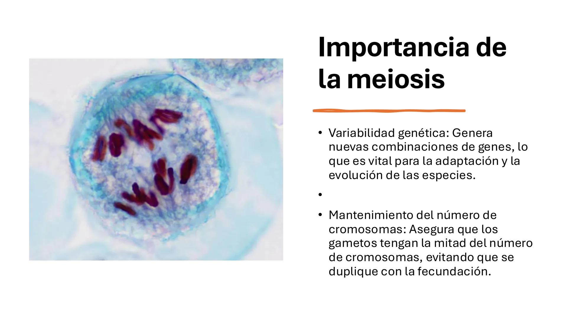 # MEIOSIS Definición
• La meiosis es un proceso de división
celular en el que una célula con dos
juegos de cromosomas (diploide) se
divide p