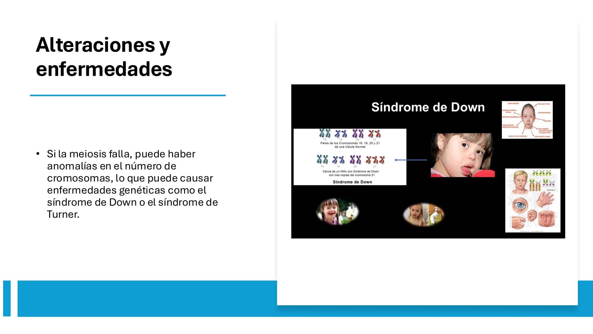 # MEIOSIS Definición
• La meiosis es un proceso de división
celular en el que una célula con dos
juegos de cromosomas (diploide) se
divide p