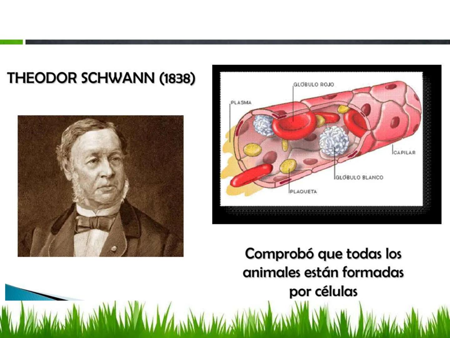## UNIDAD 3
## LA CÉLULA 3.1 Y 3.2
DEFINICIÓN Y TEORÍA CELULAR 3.1 Definición
Todos los seres vivos están constituidos por una o
más células