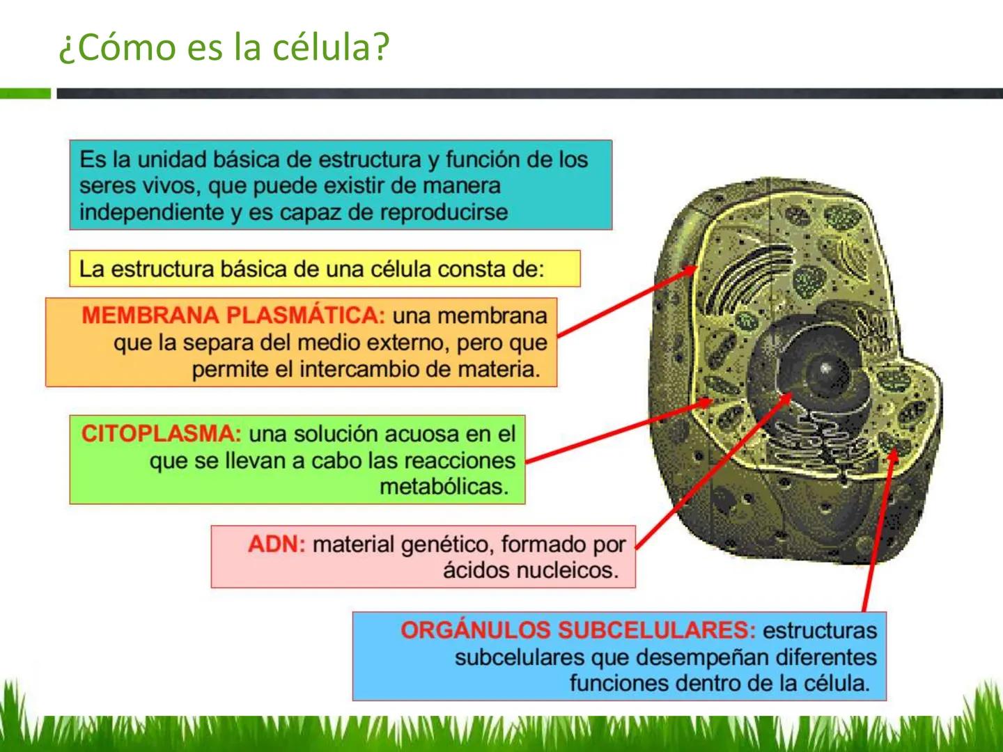 ## UNIDAD 3
## LA CÉLULA 3.1 Y 3.2
DEFINICIÓN Y TEORÍA CELULAR 3.1 Definición
Todos los seres vivos están constituidos por una o
más células