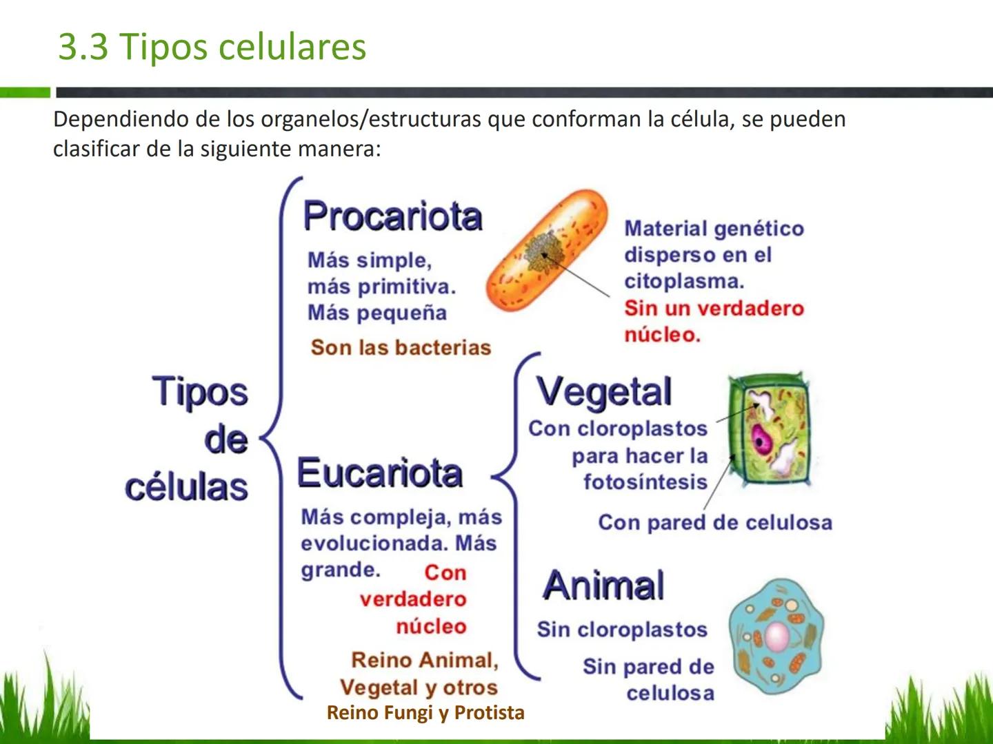 ## UNIDAD 3
## LA CÉLULA 3.1 Y 3.2
DEFINICIÓN Y TEORÍA CELULAR 3.1 Definición
Todos los seres vivos están constituidos por una o
más células