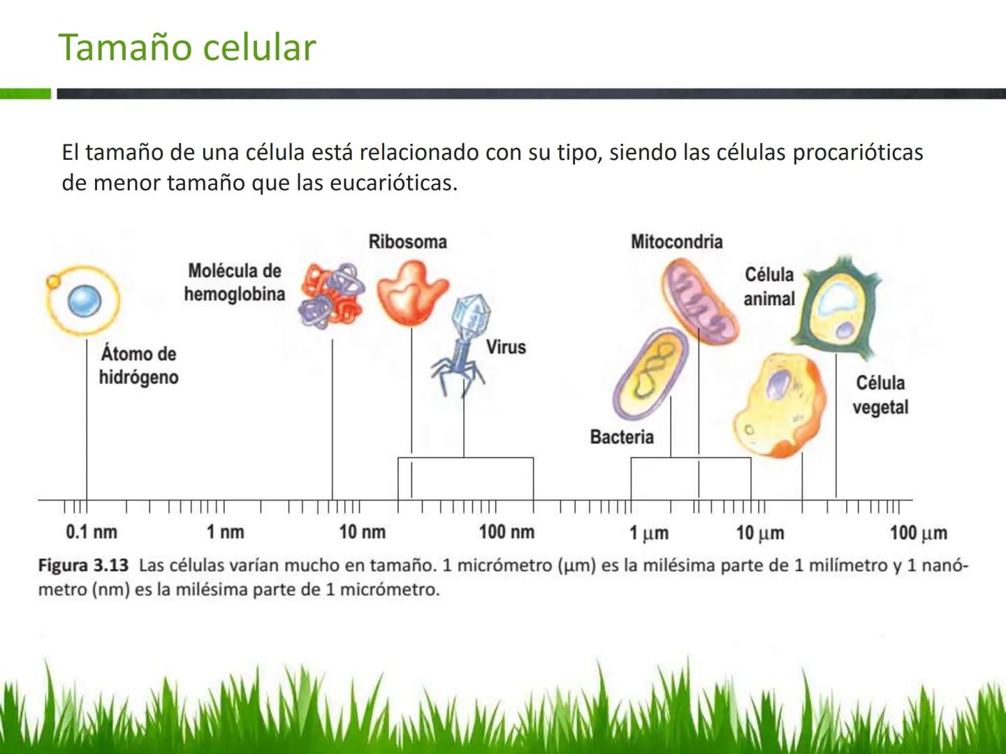 ## UNIDAD 3
## LA CÉLULA 3.1 Y 3.2
DEFINICIÓN Y TEORÍA CELULAR 3.1 Definición
Todos los seres vivos están constituidos por una o
más células