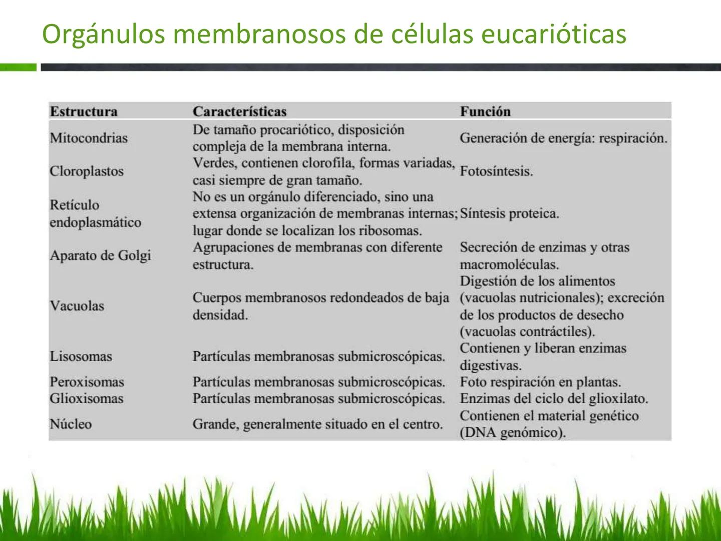 ## UNIDAD 3
## LA CÉLULA 3.1 Y 3.2
DEFINICIÓN Y TEORÍA CELULAR 3.1 Definición
Todos los seres vivos están constituidos por una o
más células