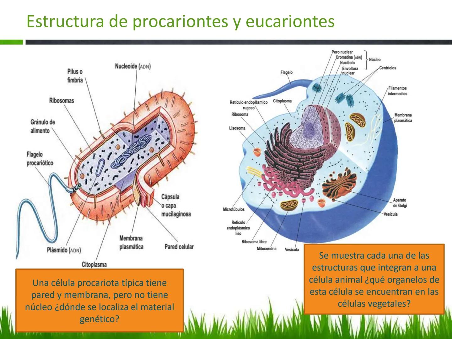 ## UNIDAD 3
## LA CÉLULA 3.1 Y 3.2
DEFINICIÓN Y TEORÍA CELULAR 3.1 Definición
Todos los seres vivos están constituidos por una o
más células