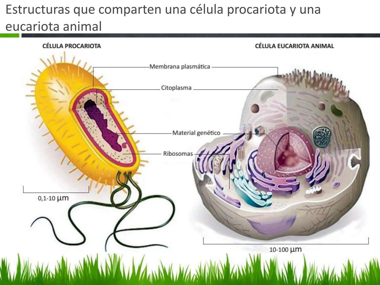 ## UNIDAD 3
## LA CÉLULA 3.1 Y 3.2
DEFINICIÓN Y TEORÍA CELULAR 3.1 Definición
Todos los seres vivos están constituidos por una o
más células