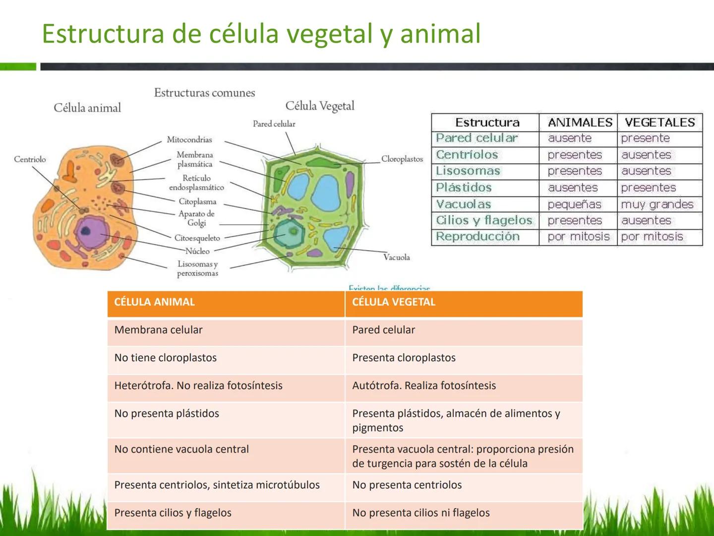 ## UNIDAD 3
## LA CÉLULA 3.1 Y 3.2
DEFINICIÓN Y TEORÍA CELULAR 3.1 Definición
Todos los seres vivos están constituidos por una o
más células