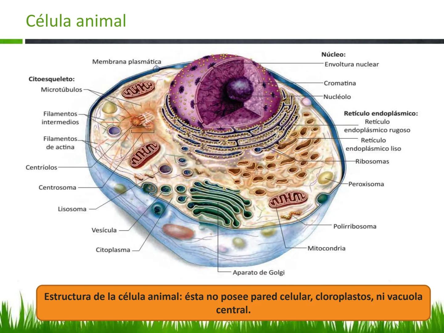 ## UNIDAD 3
## LA CÉLULA 3.1 Y 3.2
DEFINICIÓN Y TEORÍA CELULAR 3.1 Definición
Todos los seres vivos están constituidos por una o
más células