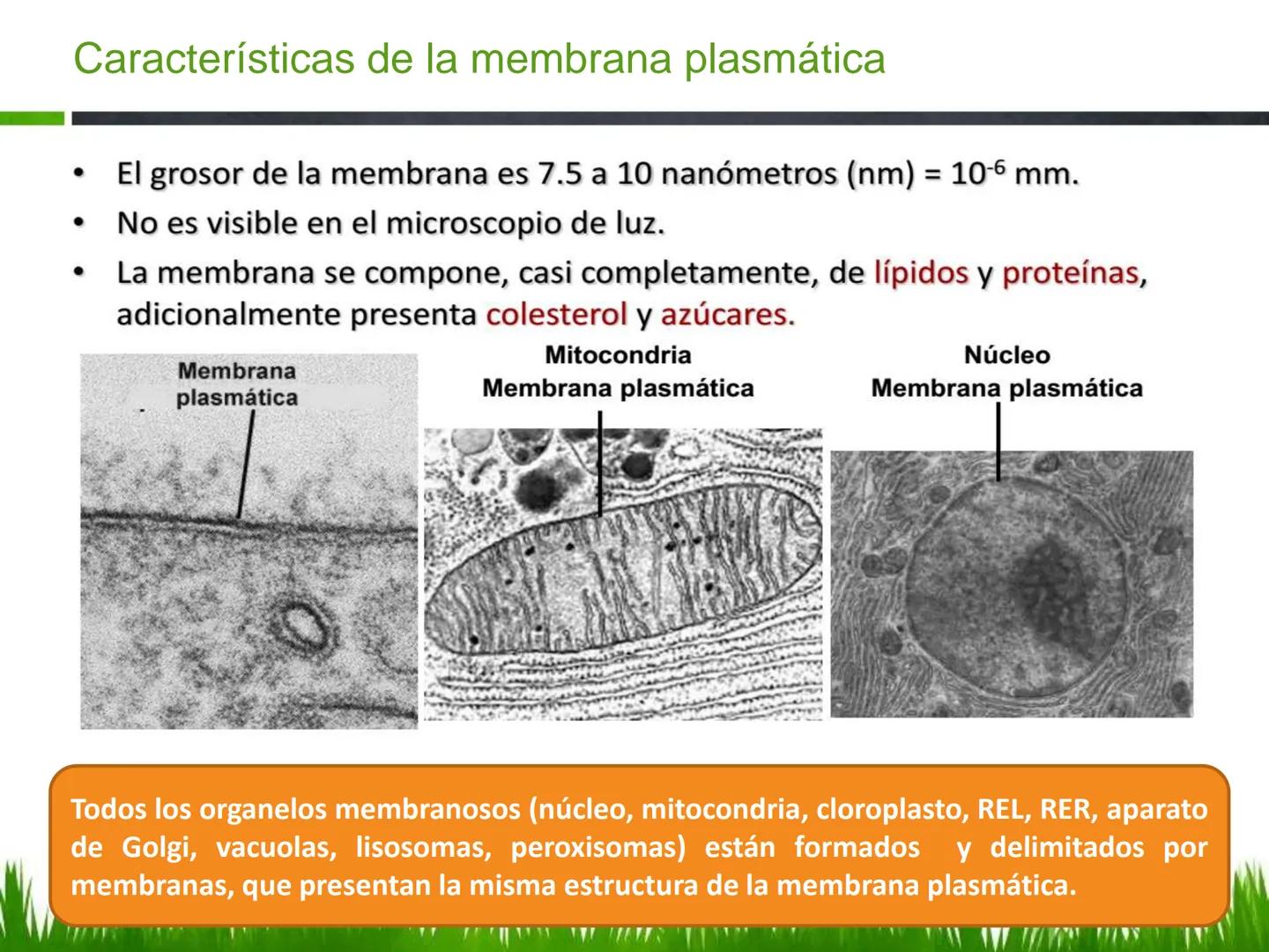 ## UNIDAD 3
## LA CÉLULA 3.1 Y 3.2
DEFINICIÓN Y TEORÍA CELULAR 3.1 Definición
Todos los seres vivos están constituidos por una o
más células