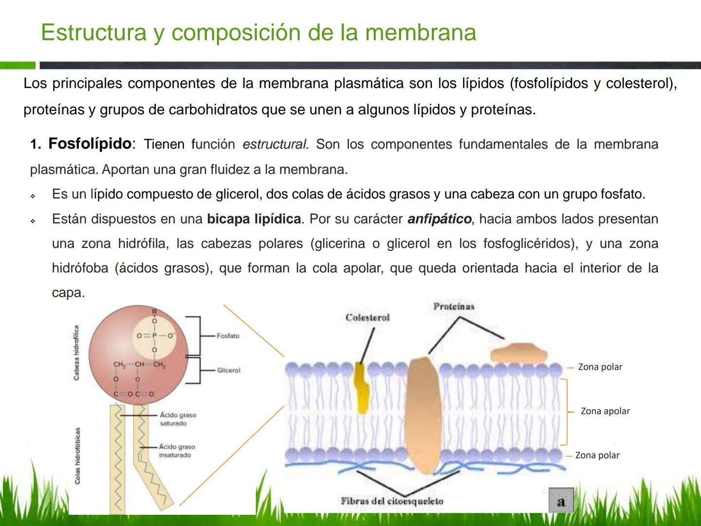 ## UNIDAD 3
## LA CÉLULA 3.1 Y 3.2
DEFINICIÓN Y TEORÍA CELULAR 3.1 Definición
Todos los seres vivos están constituidos por una o
más células