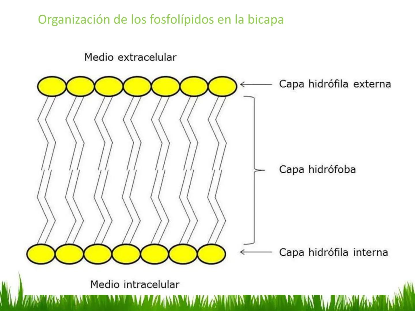 ## UNIDAD 3
## LA CÉLULA 3.1 Y 3.2
DEFINICIÓN Y TEORÍA CELULAR 3.1 Definición
Todos los seres vivos están constituidos por una o
más células