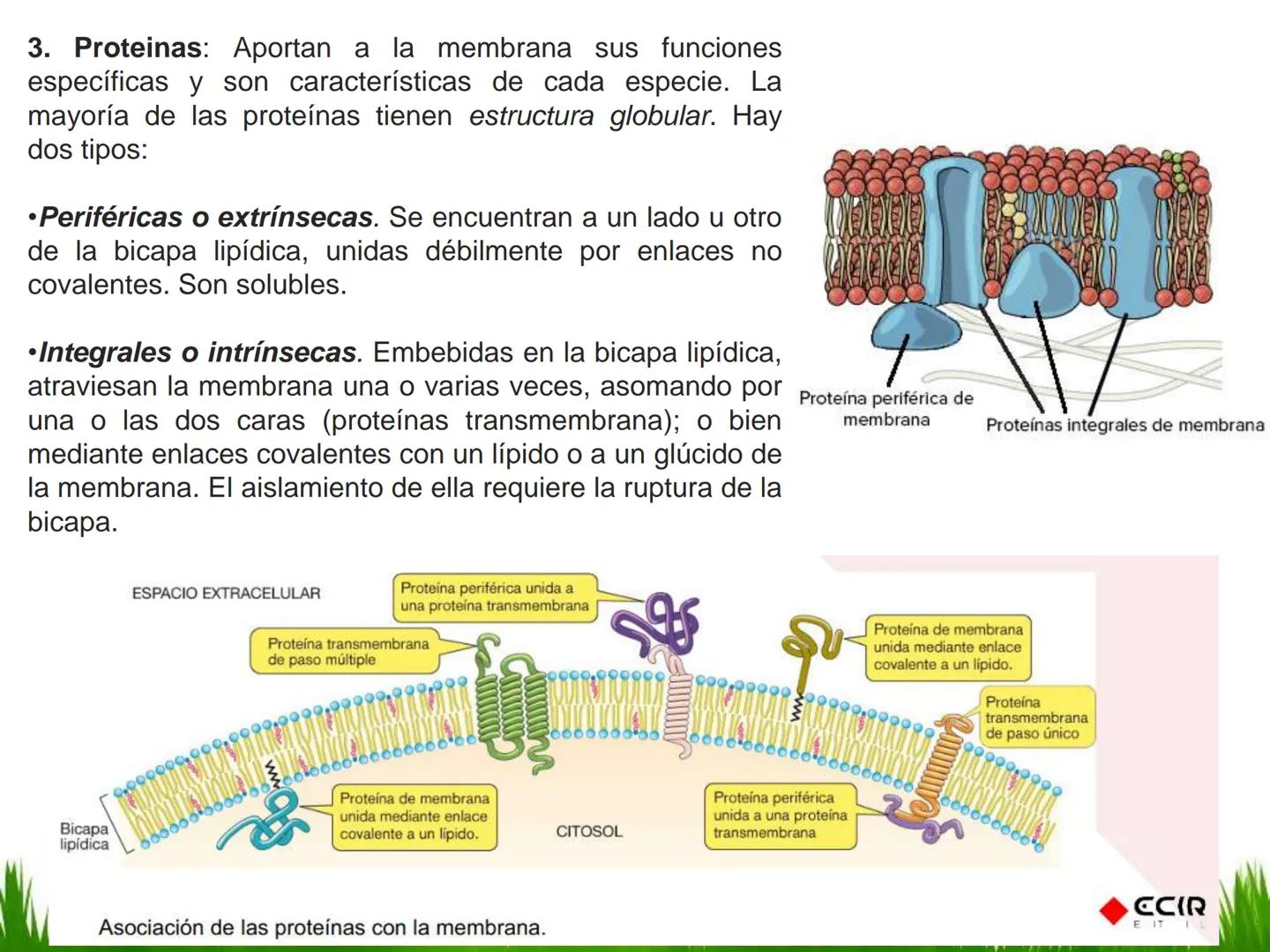 ## UNIDAD 3
## LA CÉLULA 3.1 Y 3.2
DEFINICIÓN Y TEORÍA CELULAR 3.1 Definición
Todos los seres vivos están constituidos por una o
más células
