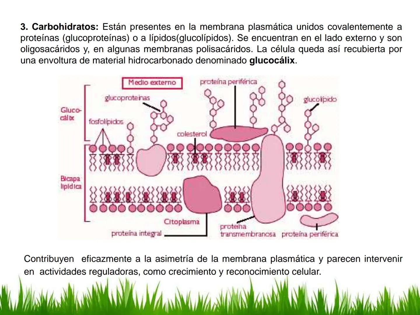## UNIDAD 3
## LA CÉLULA 3.1 Y 3.2
DEFINICIÓN Y TEORÍA CELULAR 3.1 Definición
Todos los seres vivos están constituidos por una o
más células