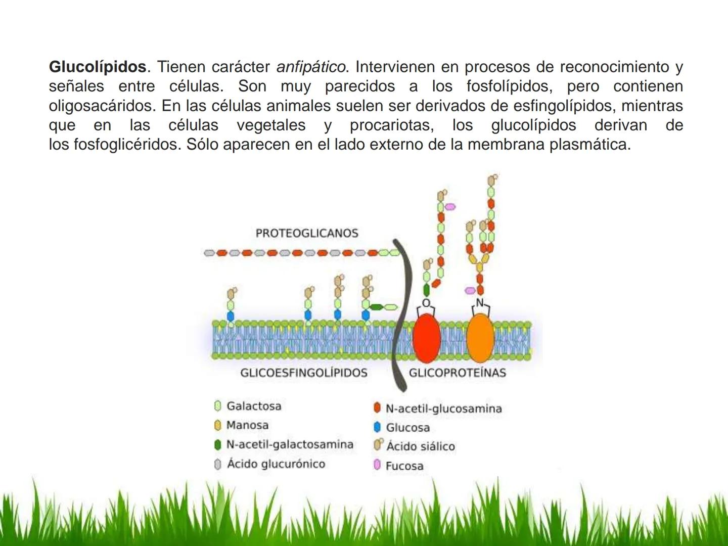 ## UNIDAD 3
## LA CÉLULA 3.1 Y 3.2
DEFINICIÓN Y TEORÍA CELULAR 3.1 Definición
Todos los seres vivos están constituidos por una o
más células