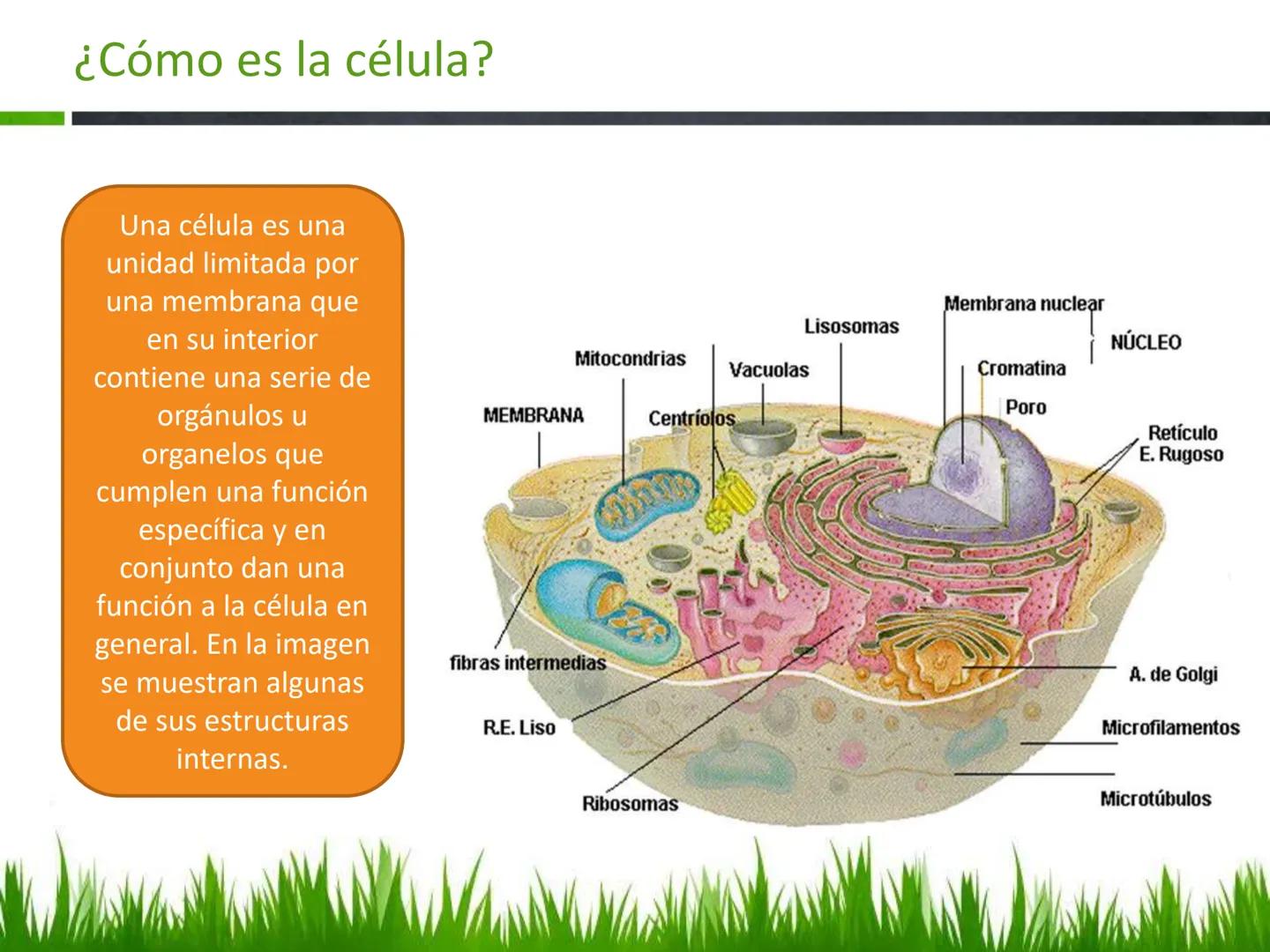 ## UNIDAD 3
## LA CÉLULA 3.1 Y 3.2
DEFINICIÓN Y TEORÍA CELULAR 3.1 Definición
Todos los seres vivos están constituidos por una o
más células